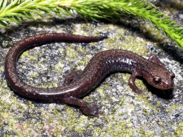 cheat mountain salamander