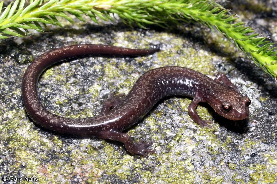 cheat mountain salamander
