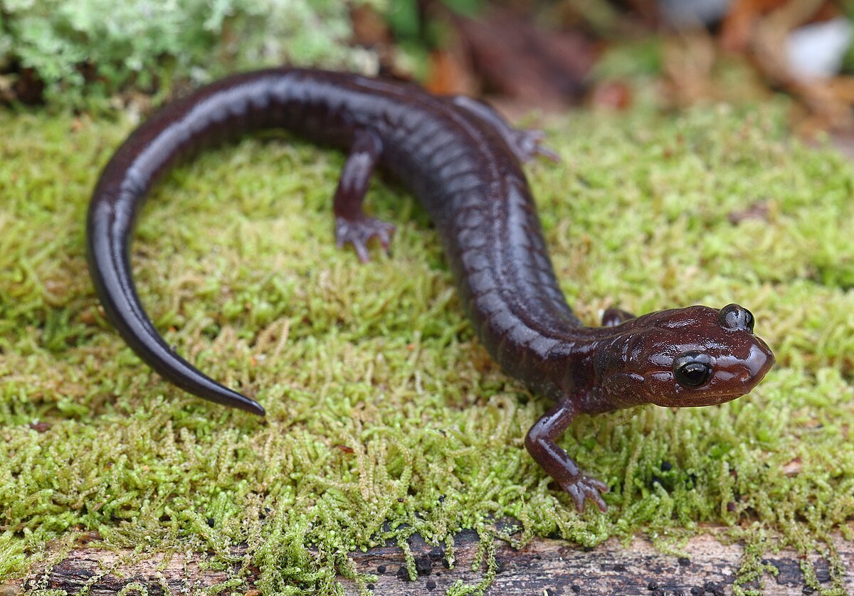 salamander